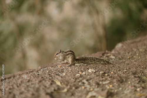 The northern palm squirrel (Funambulus pennantii), also called the five-striped palm squirrel, is a species of rodent in the family Sciuridae. Ahmedabad near the Gotila Garden. © Click on Pics