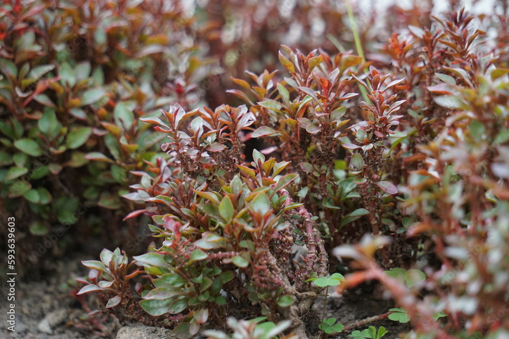 Alternanthera ficoidea (Also called Joseph's coat, Parrot leaf, Alternanthera tenella, Brazilian Snow Flower, Brazilian Snowflower). This plant suitable to be used to protect soil against erosion