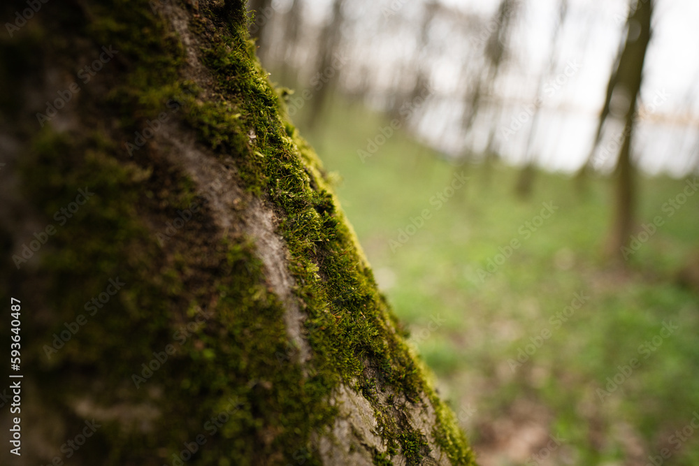 Green moss grows on moist tree at forest.
