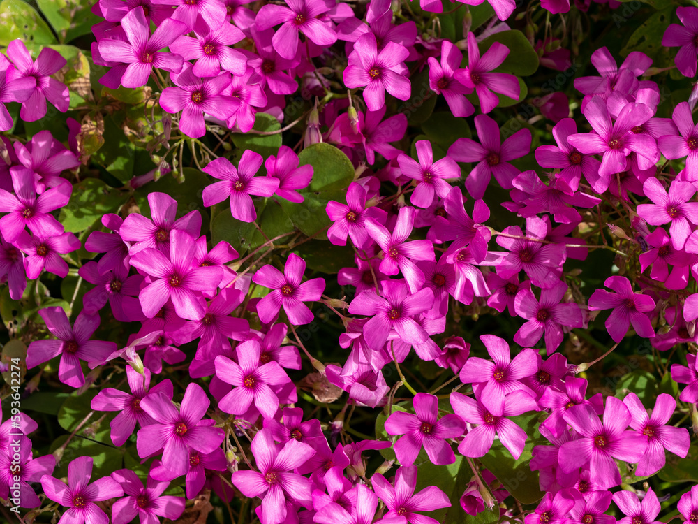 it makes me happy to see on a sunny day pink flowers it makes me happy to see on a sunny day pink flowers