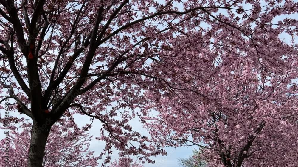 Pink cherry blossom in spring garden. Pink cherry blossom in spring garden.