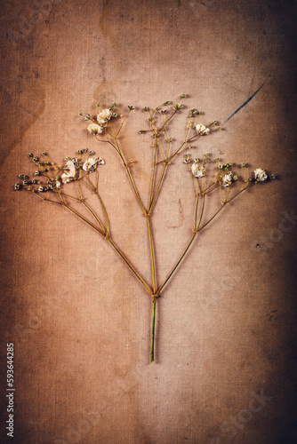 A sprig of a dried flower from a herbarium