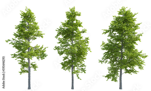 Mountain Alder tree set png alpha channel front view