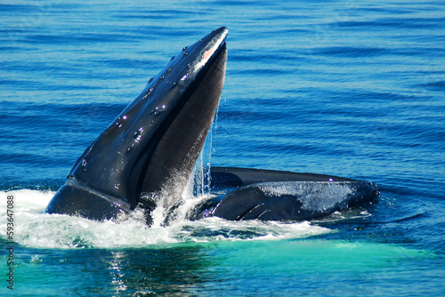 A humpback whale breaks the surface of the ocean, opening its mouth wide to feed