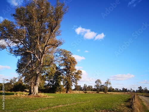 tree in the field