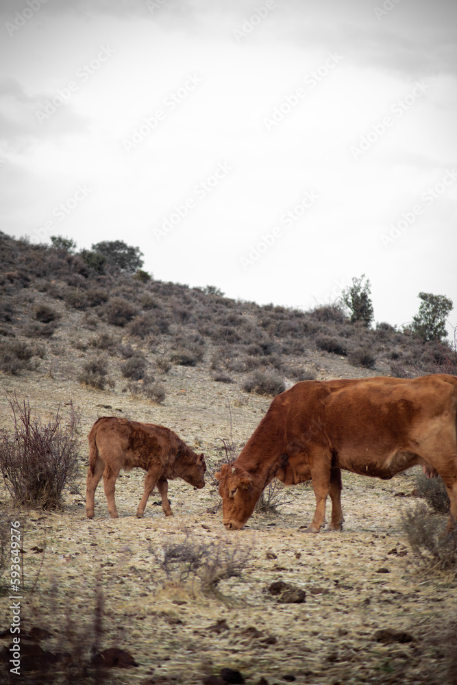 Fototapeta premium Vacas riojanas pastando entre las montañas