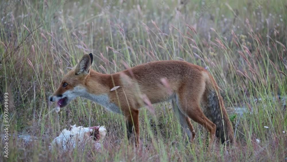 Red fox Vulpes vulpes on a nature beautiful background. Fox eats a bird chicken. Close up. Red fox Vulpes vulpes on a nature beautiful background. Fox eats a bird chicken. Close up.