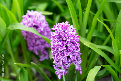 Purple hyacinth grows among green grass. Postcard to Mother s Day  Women s Day or March 8  Easter  Valentine s Day  wedding or birthday