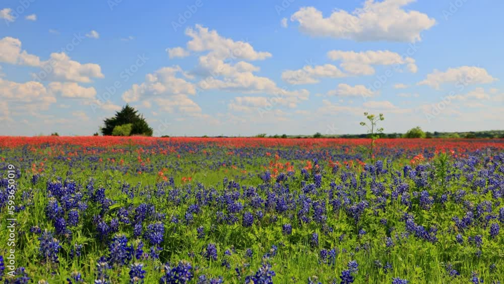 Sunny view of the Bluebonnet blossom in rural Ennis area Sunny view of the Bluebonnet blossom in rural Ennis area