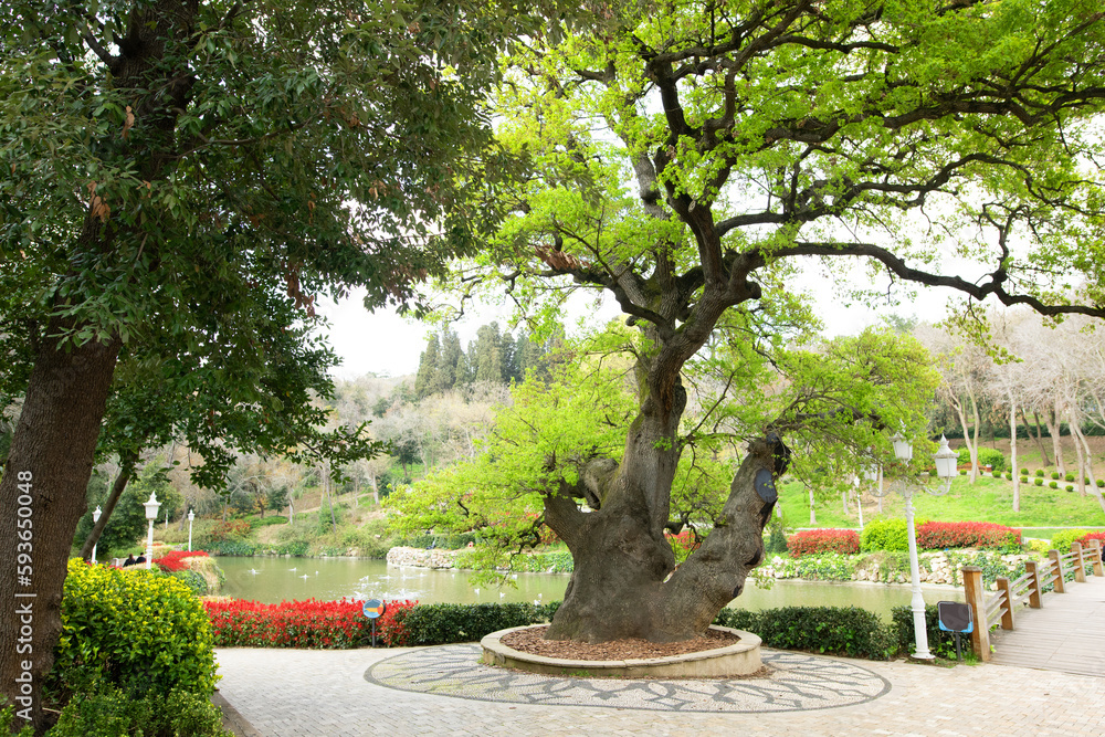 The Special Tree in Yildiz Park, Istanbul.