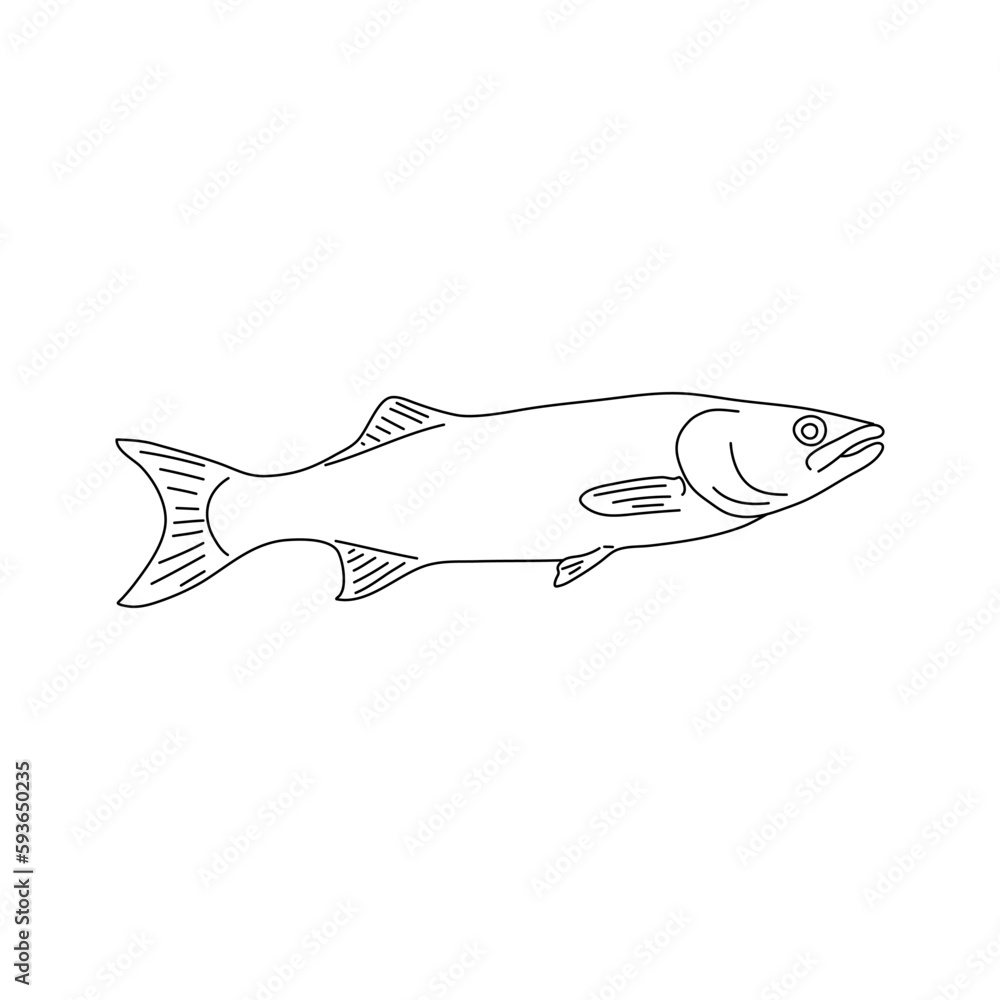 Fish Branzino. Hand drawn design. Vector.