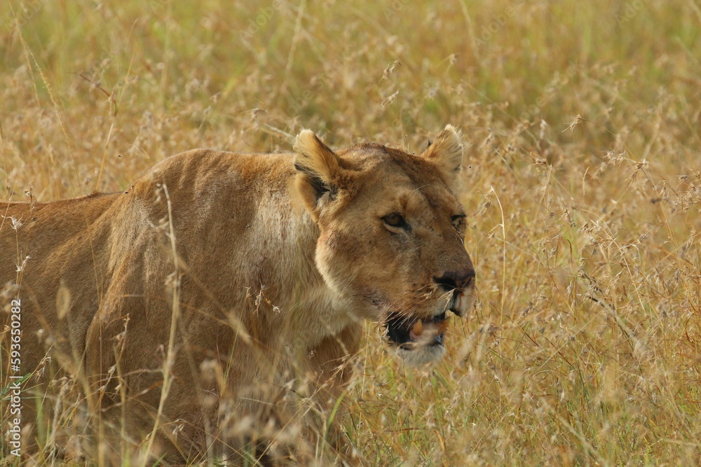 Close-up portrait of a female East African lion sneaking through the dry grass Close-up portrait of a female East African lion sneaking through the dry grass