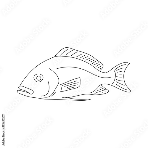 Drawing sketch style illustration of an Red snapper. Vector.