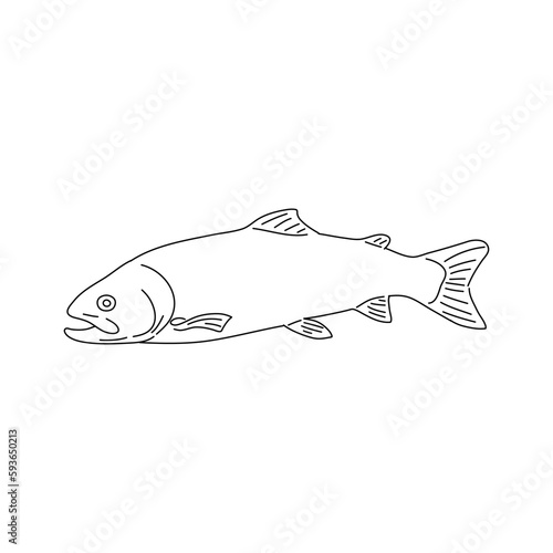 Salmon fish illustration. Hand drawn vector.