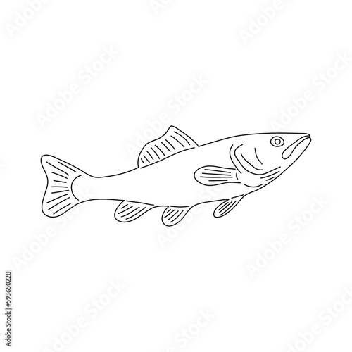 Haddock fish. Hand drawn vector illustration.