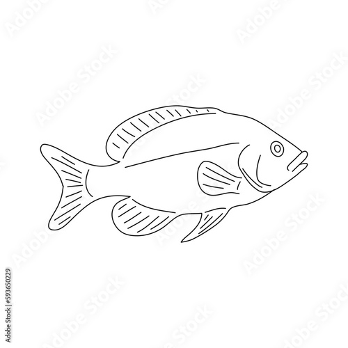 Tilapia fish outline illustration. Hand drawn vector.