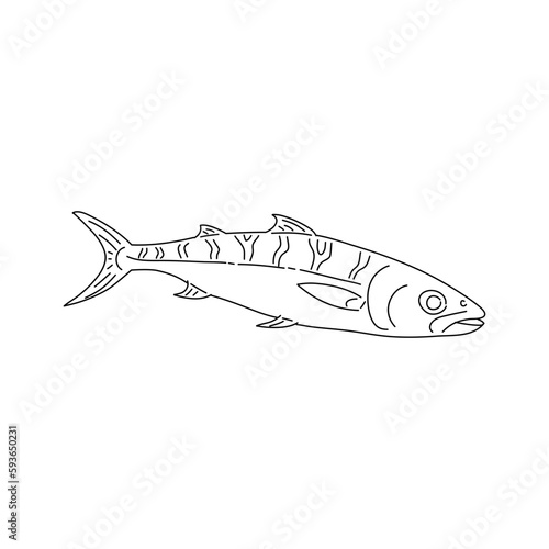 Atlantic mackerel sketch. Vintage hand drawn fish in engraved style. Vector.