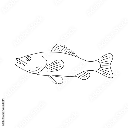 Atlantic Cod fish hand drawing vintage engraving illustration.