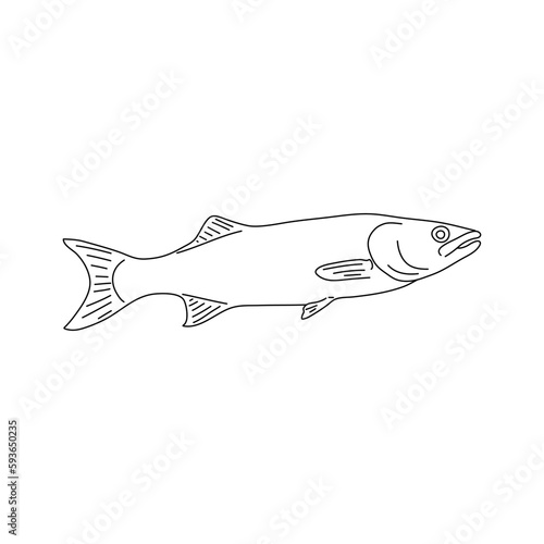 Fish Branzino. Hand drawn design. Vector.
