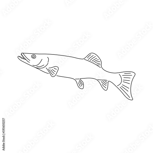 Sketch of the pike fish. Vector illustration.