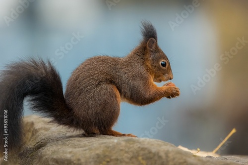 Closeup of squirrel perching on stone © Andreas Furil/Wirestock Creators