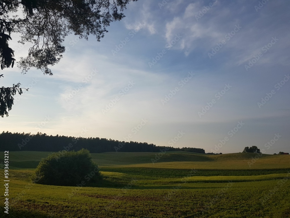 Obraz premium tree in the field