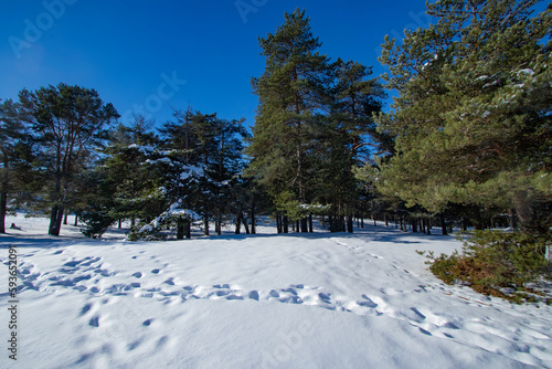 Nordic landscape of snow in sunny winter forest, pine trees, blue clear sky