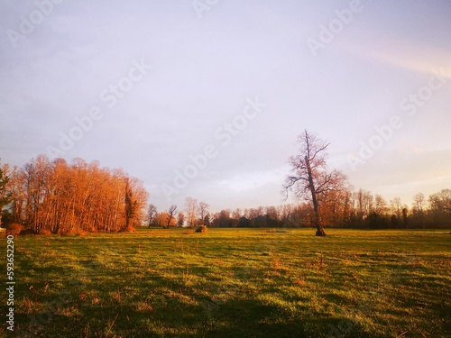 autumn landscape with trees