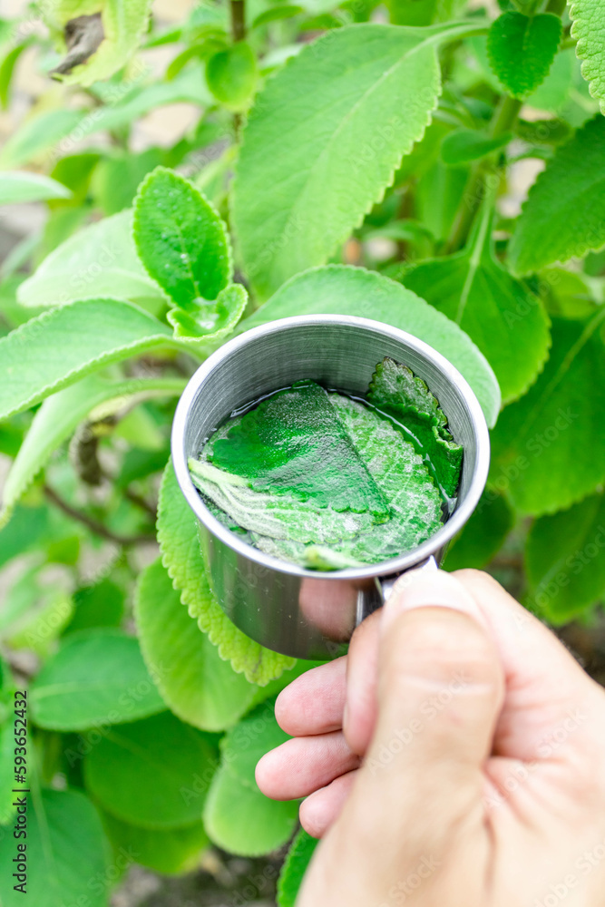 Man holding an aluminum mug with boldo leaves and water forming a tea in front of a boldo plant. Mention alternative medicine, digestive system support and healthy living.