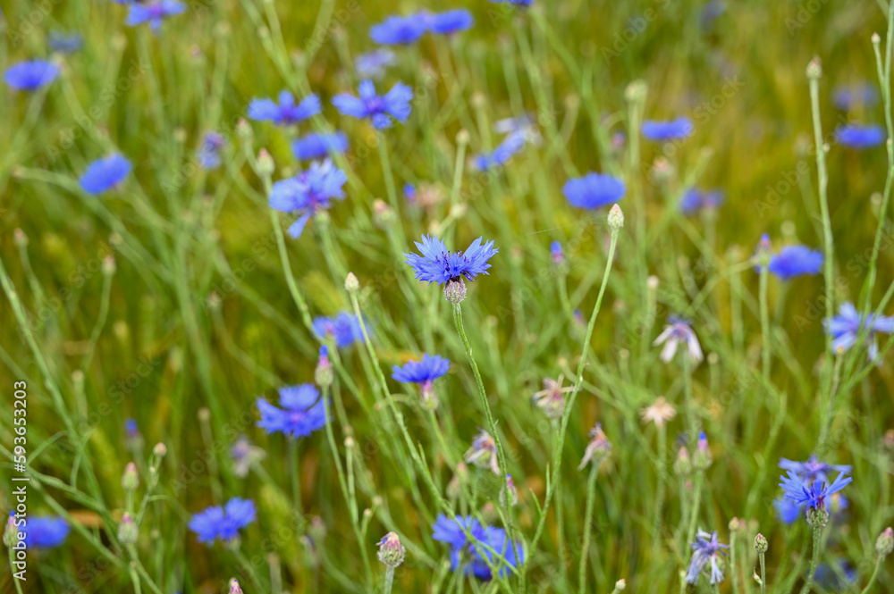 Cornflowers in a field Cornflowers in a field
