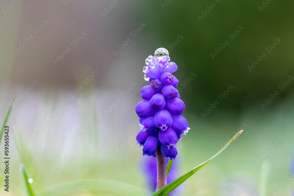 Traubenhyazinthe Blüten mit Tropfen Traubenhyazinthe Blüten mit Tropfen