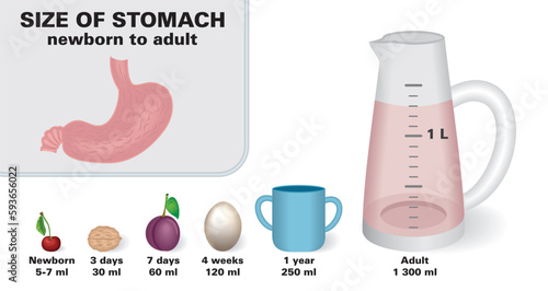 Size of the stomach, stomachum, from newborn to adult. Association object to describe size. Isolated. Vector illustration.