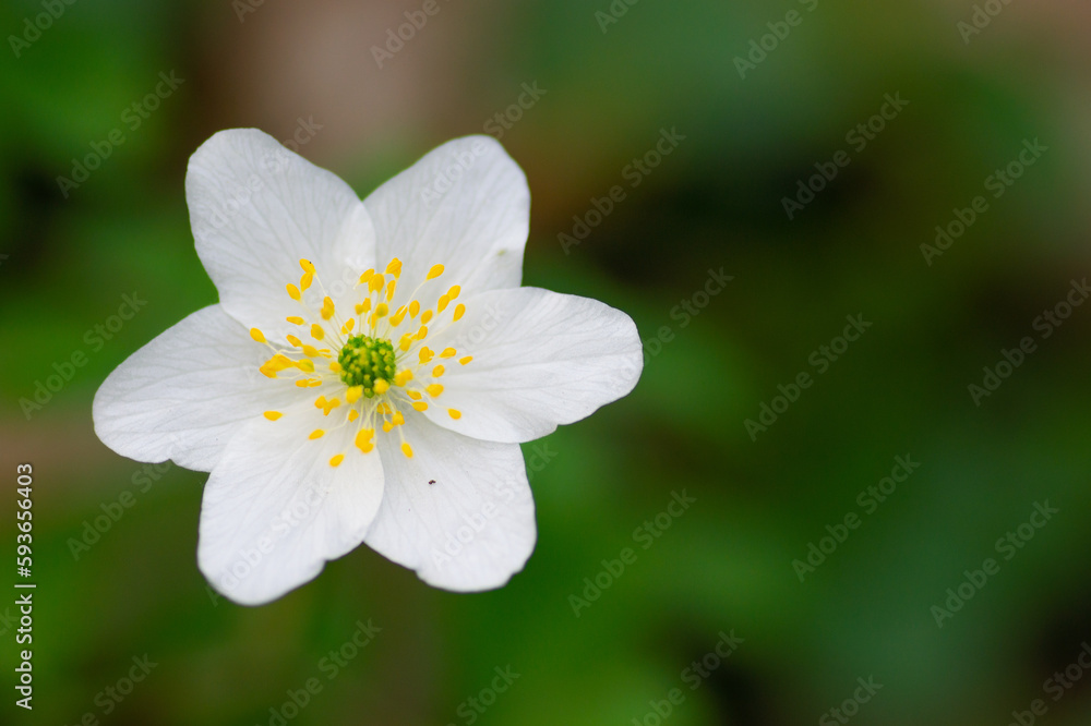 Close-up of a white Oak anemone (Anemone nemorosa) flower in a garden on a green background Close-up of a white Oak anemone (Anemone nemorosa) flower in a garden on a green background