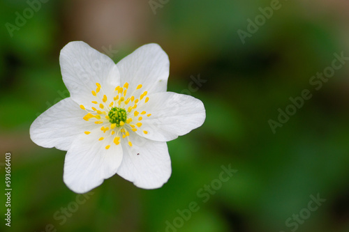 Close-up of a white Oak anemone (Anemone nemorosa) flower in a garden on a green background