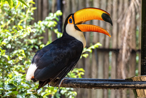 Toco toucan at the Bird Park Parque Das Aves in Foz do Iguacu, near the famous Iguacu Falls in Brazil. © rudiernst