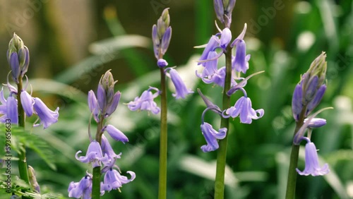 Bluebell flowers budding in English springtime woodland  photo