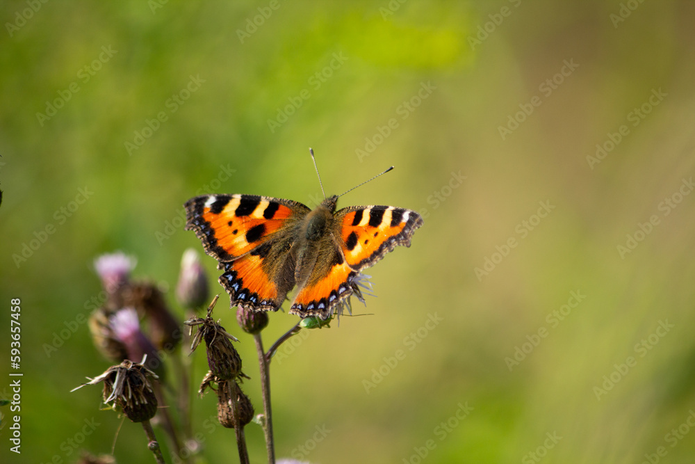 Close-up of a thistle conker (Vanessa cardui) butterfly resting on flowers in a garden Close-up of a thistle conker (Vanessa cardui) butterfly resting on flowers in a garden