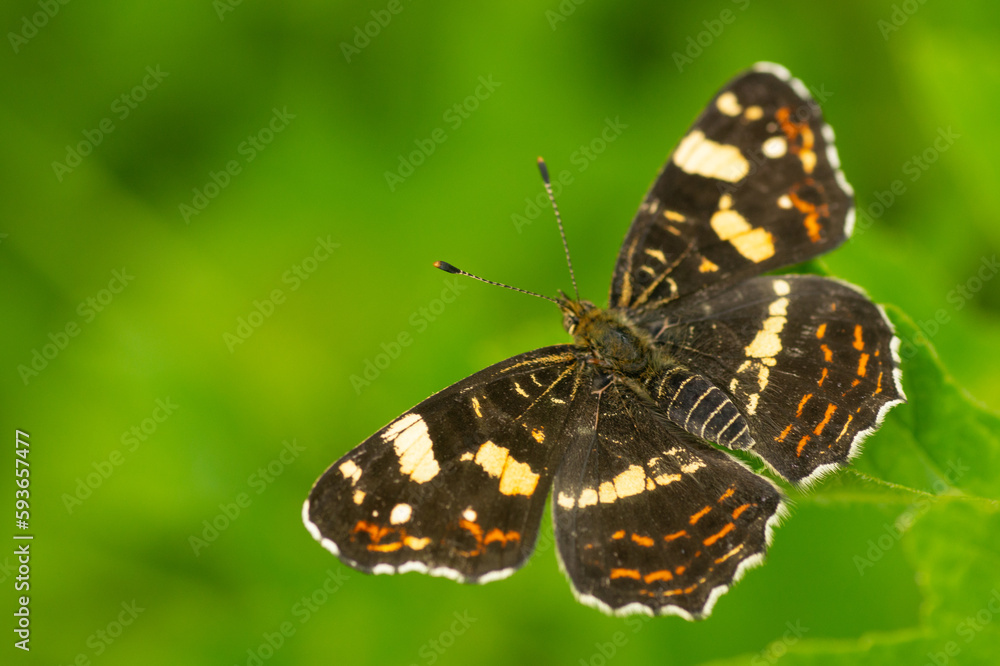 Macro of a Changeable moth (Araschnia levana) bitterly on a green leaf in a garden Macro of a Changeable moth (Araschnia levana) bitterly on a green leaf in a garden