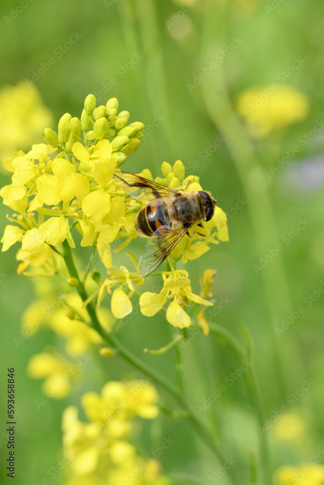 closeup the brown black honey bee hold on mustered yellow flower with plants and leaves in the farm soft focus natural green brown background. closeup the brown black honey bee hold on mustered yellow flower with plants and leaves in the farm soft focus natural green brown background.