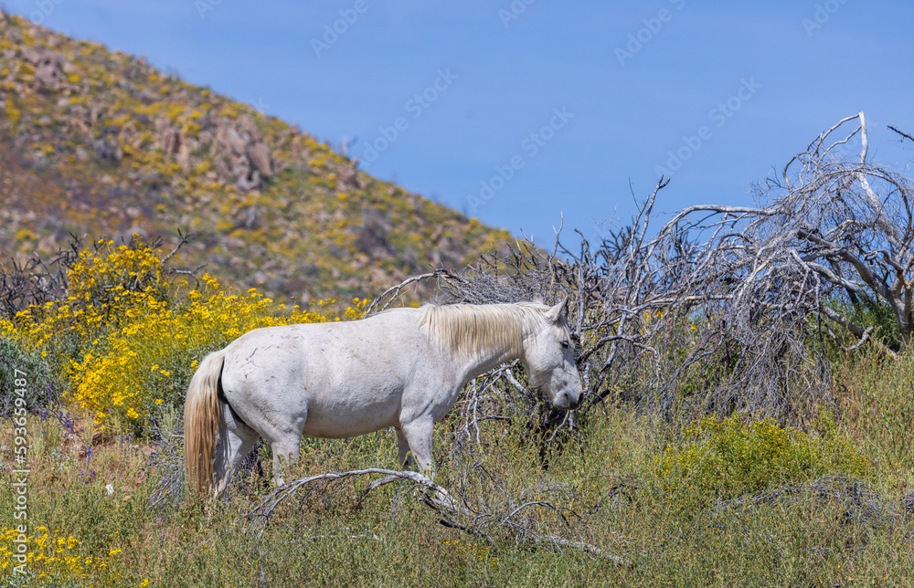 Obraz premium Wild Horse in Wildflowers Near the Salt River in the Arizona Desert in Springtime