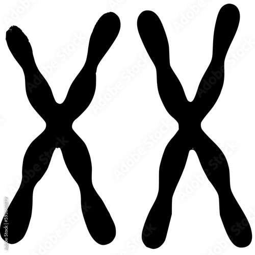 chromosomes