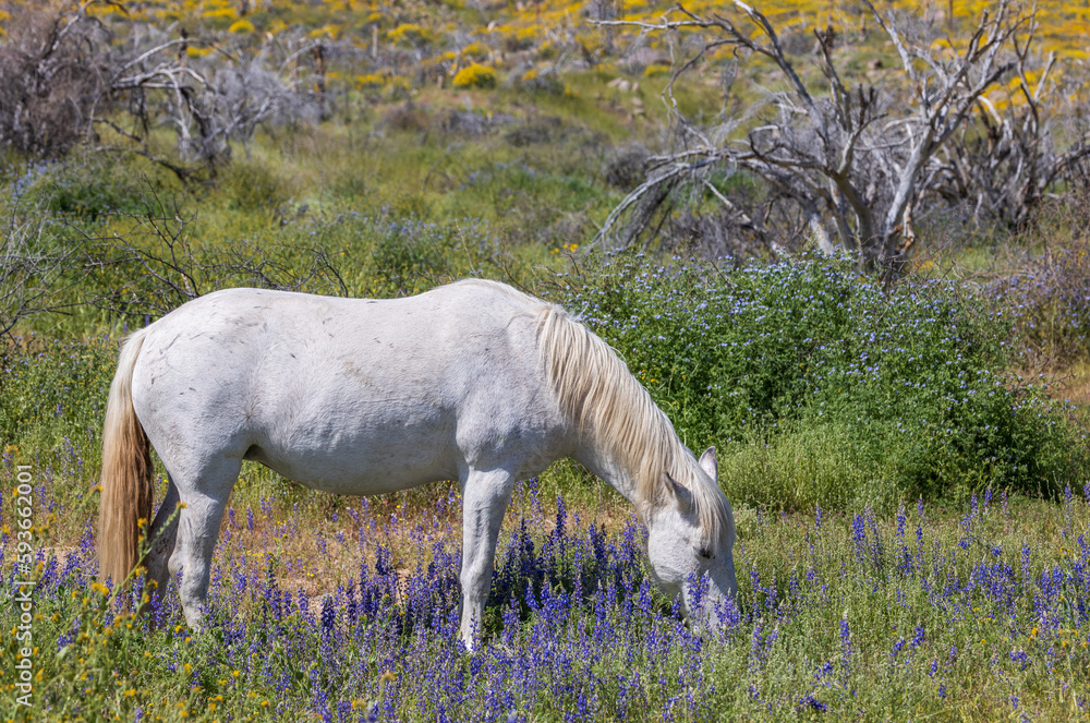 Wild Horse in Wildflowers Near the Salt River in the Arizona Desert in Springtime Wild Horse in Wildflowers Near the Salt River in the Arizona Desert in Springtime