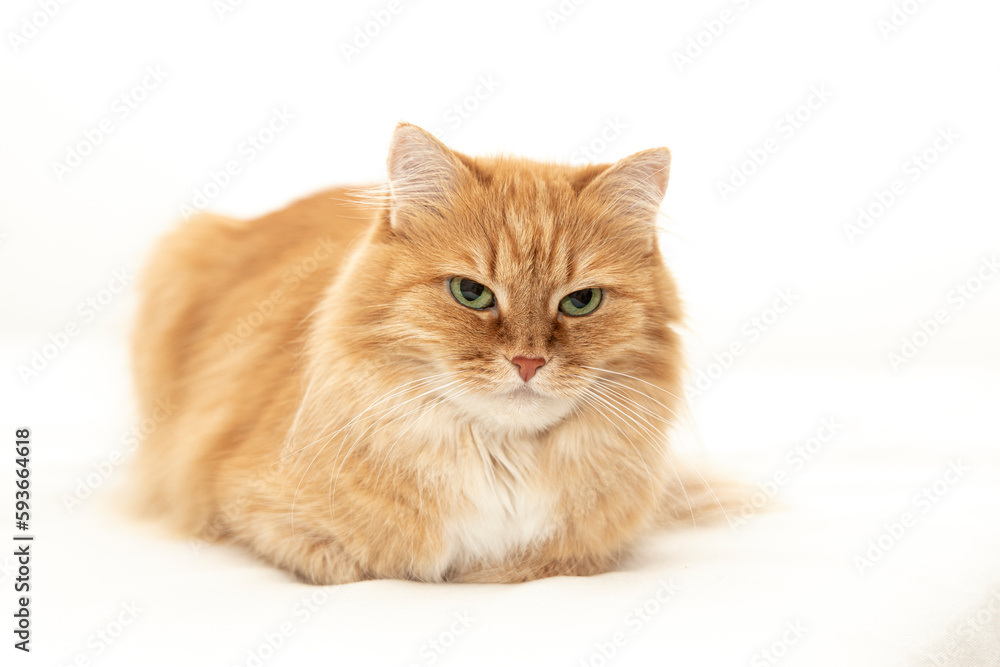 cat on white cat on white