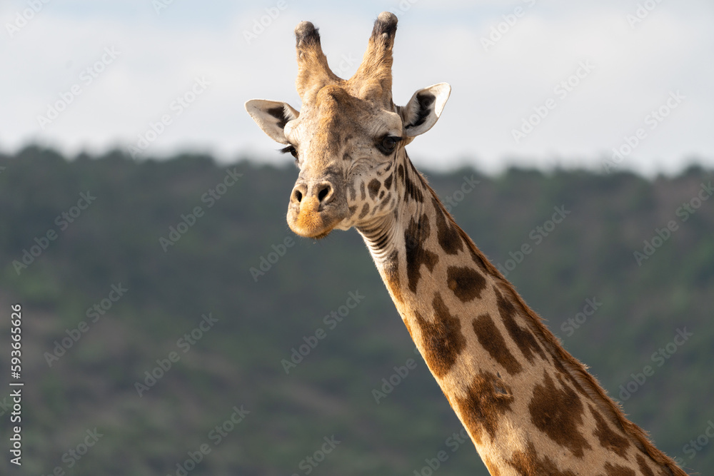 Portrait of giraffe close up, looking at camera, in the Masaai Mara Reserve - Kenya, Africa Portrait of giraffe close up, looking at camera, in the Masaai Mara Reserve - Kenya, Africa