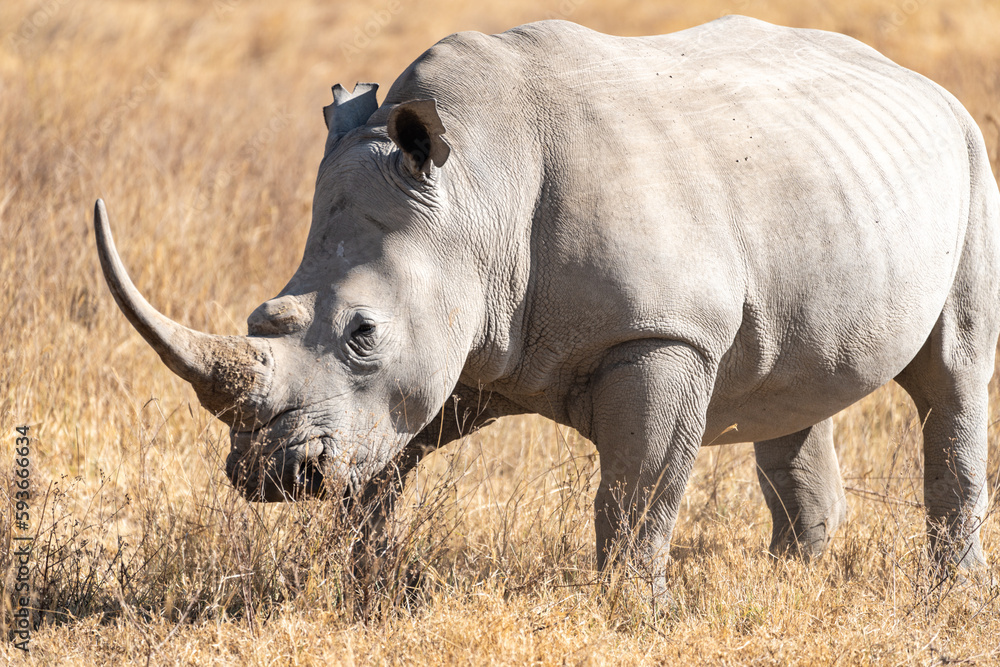 Rhinoceros walks in the grassland of Lake Nakuru National Park Kenya Africa Rhinoceros walks in the grassland of Lake Nakuru National Park Kenya Africa