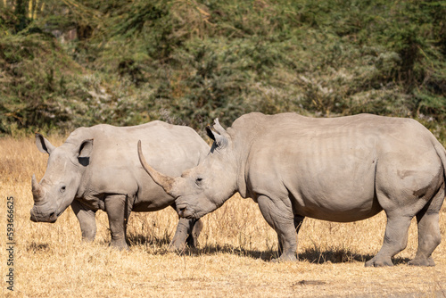 Two rhinoceros walk in the grassland of Lake Nakuru National Park Kenya Africa