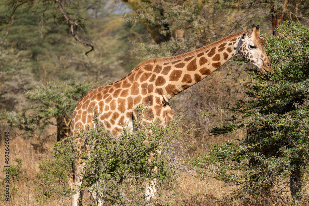 Giraffe eats off a acacia thorn bush tree, in Lake Nakuru National Park Kenya Africa Giraffe eats off a acacia thorn bush tree, in Lake Nakuru National Park Kenya Africa