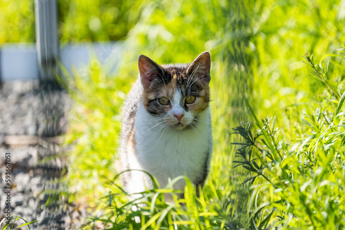 Cat in the grass looking for mice, carefull for the ticks photo