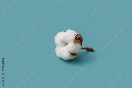 Gentle cotton flower against blue background. photo