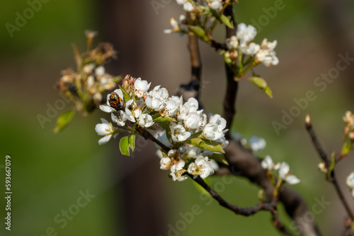 blooming fruittree in spring in Limburg (België)